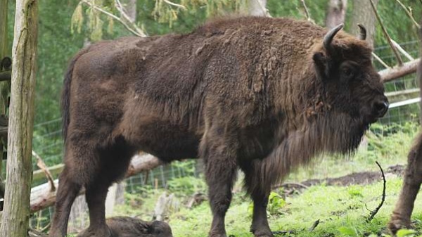 Wisent Wisent