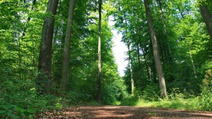 Buchenwald Buchenwald