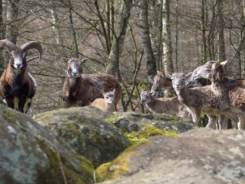 Mufflonherde mit Lämmern. Mufflonherde mit Lämmern. Foto: Ralf Blechschmidt