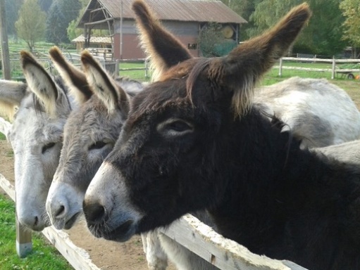 Saar Alpaka Farm Saar Alpaka Farm