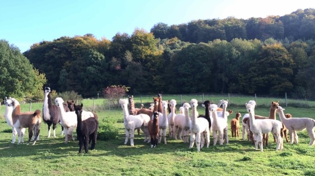 Saar Alpaka Farm