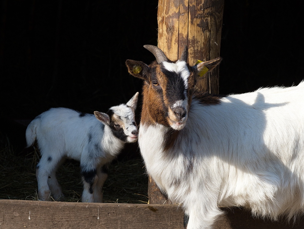Erster Nachwuchs bei den Zwergziegen Erster Nachwuchs bei den Zwergziegen (Foto: Ralf Blechschmidt)