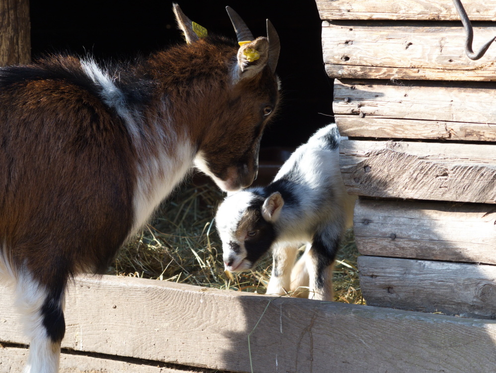 Erster Nachwuchs bei den Zwergziegen Erster Nachwuchs bei den Zwergziegen (Foto: Ralf Blechschmidt)