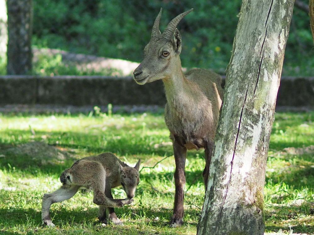 Gelenkiger Steinbock-Nachwuchs Gelenkiger Steinbock-Nachwuchs (Foto: Ralf Blechschmidt)