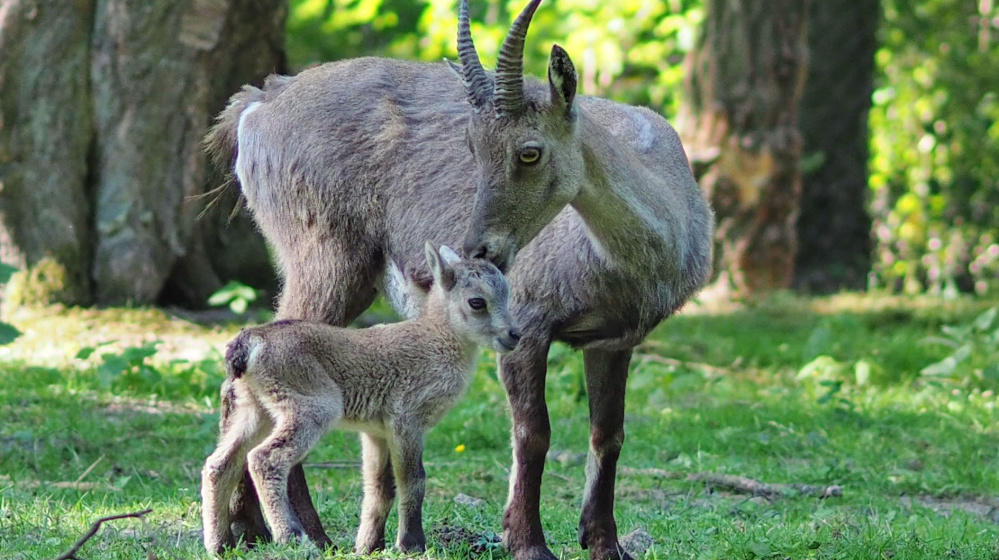 Steinbockmutter mit Sohn (Foto: Ralf Blechschmidt) Steinbockmutter mit Sohn (Foto: Ralf Blechschmidt)