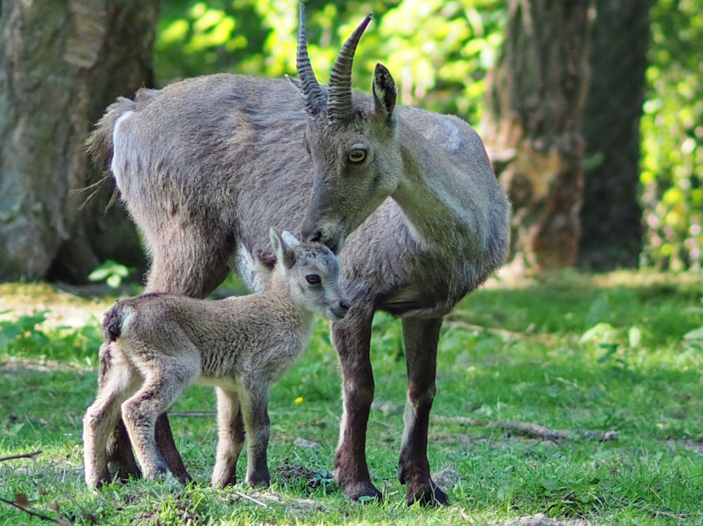 Steinbockmutter mit Sohn Steinbockmutter mit Sohn (Foto: Ralf Blechschmidt)