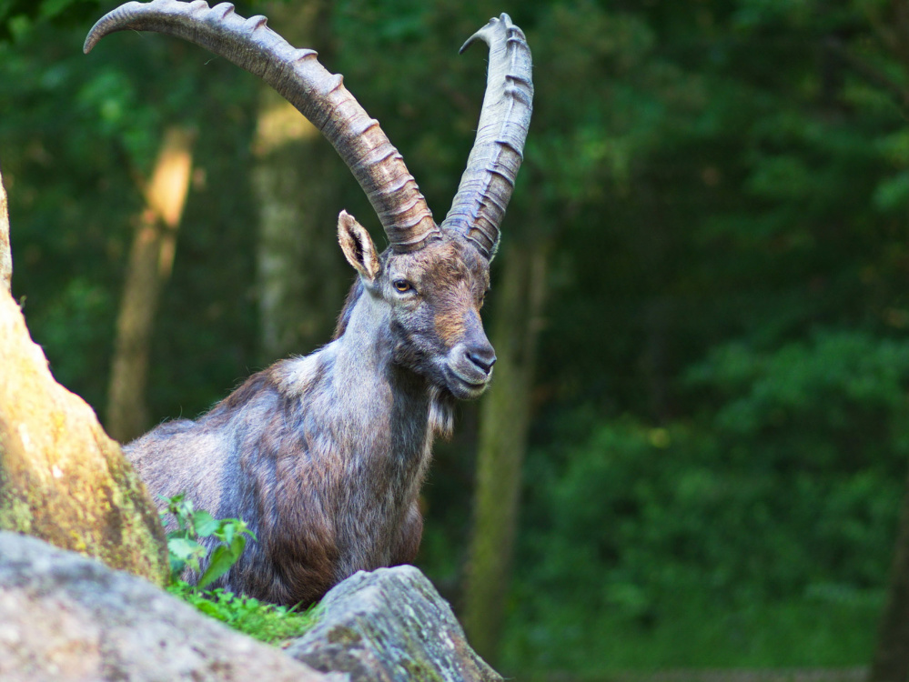 Steinbock-Vater beobachtet Junges von erhöhter Warte Steinbock-Vater beobachtet Junges von erhöhter Warte (Foto: Ralf Blechschmidt)