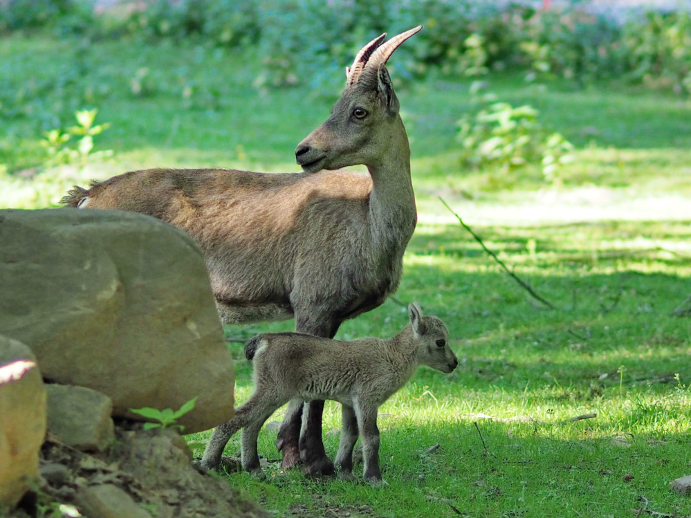 Steingeiß mit neugeborenem Böckchen Steingeiß mit neugeborenem Böckchen (Foto: Ralf Blechschmidt)
