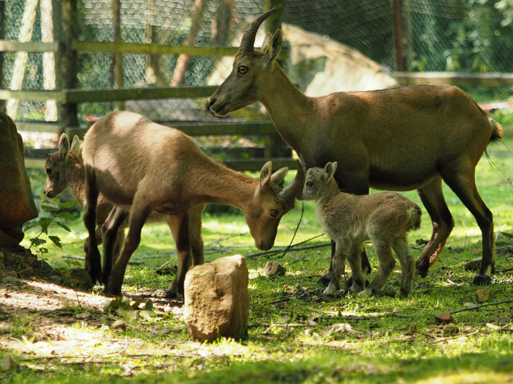Steinkitznachwuchs im Wildpark Steinkitznachwuchs im Wildpark (Foto: Ralf Blechschmidt)