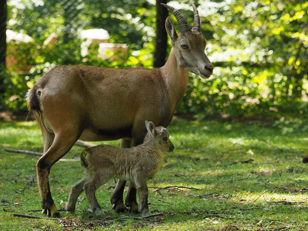 Steinkitznachwuchs im Wildpark Steinkitznachwuchs im Wildpark (Foto: Ralf Blechschmidt)