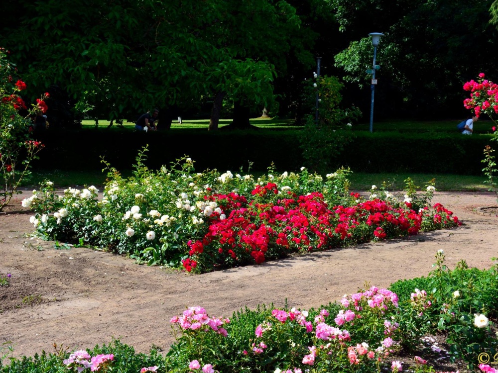 Rosengarten im DFG (Foto: Dieter Schilz) Rosengarten im DFG (Foto: Dieter Schilz)
