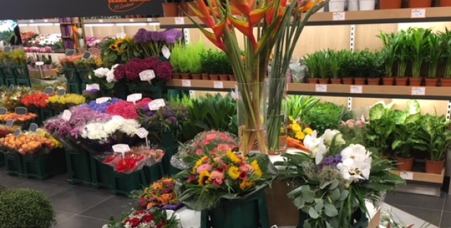 Oranje Blumen Image