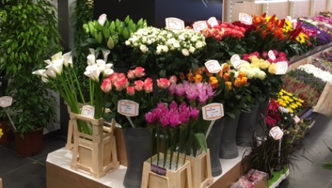 Oranje Blumen Image