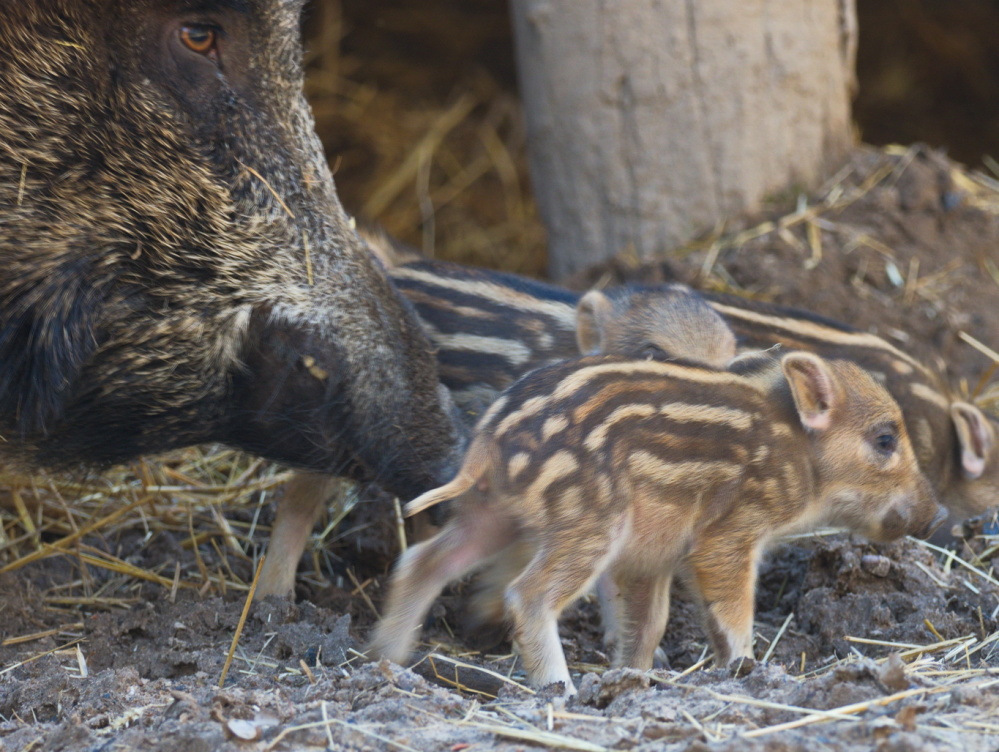 Erster Nachwuchs im Wildpark 2019: Bache mit ihren Frischlingen Erster Nachwuchs im Wildpark 2019: Bache mit ihren Frischlingen (Foto: Ralf Blechschmidt)