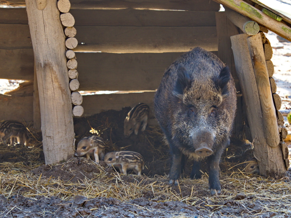 Erster Nachwuchs im Wildpark 2019: Bache mit ihren Frischlingen Erster Nachwuchs im Wildpark 2019: Bache mit ihren Frischlingen (Foto: Ralf Blechschmidt)