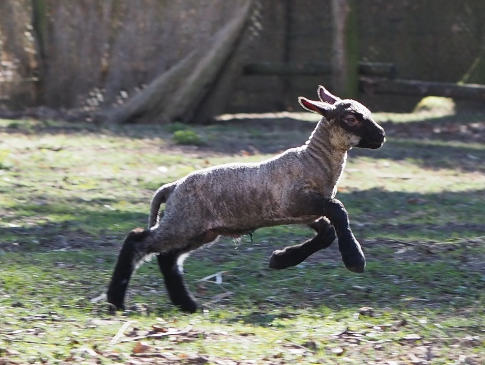 Nachwuchs im Wildpark: Lamm der Shropshire-Schafe Nachwuchs im Wildpark: Lamm der Shropshire-Schafe (Foto: Ralf Blechschmidt)