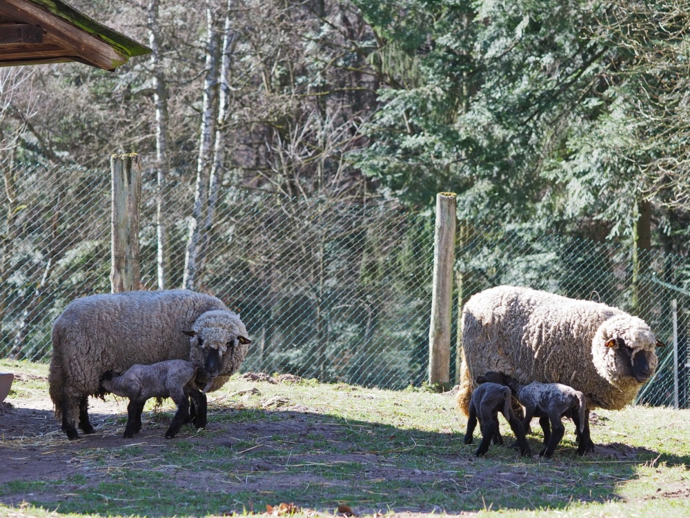 Nachwuchs im Wildpark: Mutterschafe mit Lämmern Nachwuchs im Wildpark: Mutterschafe mit Lämmern (Foto: Ralf Blechschmidt)