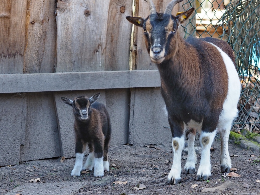 Nachwuchs im Wildpark: Zwergziege mit Zicklein Nachwuchs im Wildpark: Zwergziege mit Zicklein (Foto: Ralf Blechschmidt)