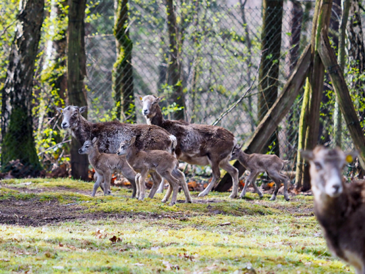Drei Mufflon-Lämmer Drei Mufflon-Lämmer (Foto: Ralf Blechschmidt)