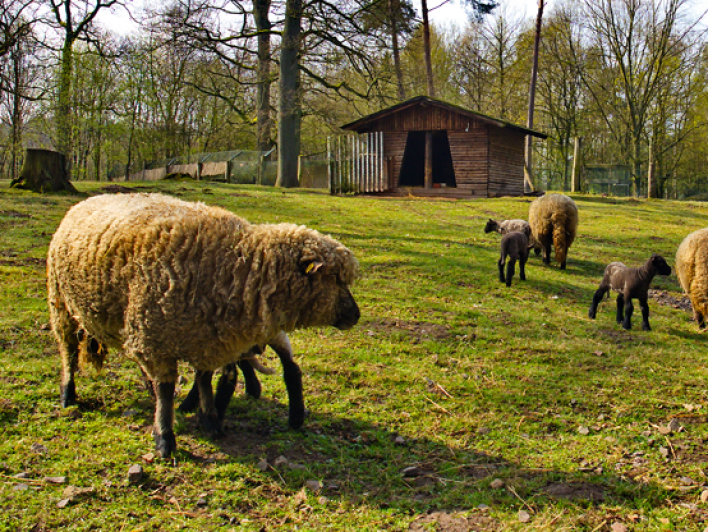 Shropshire Schafe mit Lämmern Shropshire Schafe mit Lämmern (Foto: Ralf Blechschmidt)