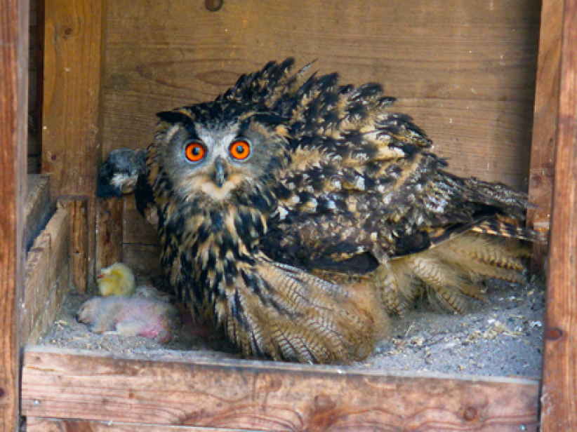 Uhu mit Küken im Wildpark Uhu mit Küken im Wildpark (Foto: Ralf Blechschmidt)