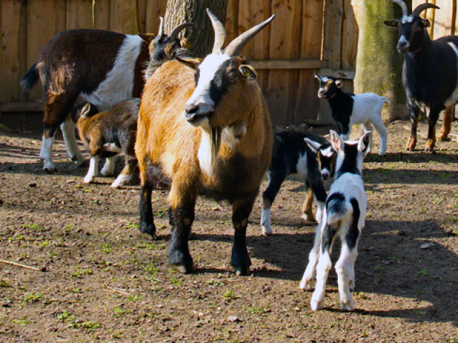 Ziegen mit Nachwuchs Ziegen mit Nachwuchs (Foto: Ralf Blechschmidt)