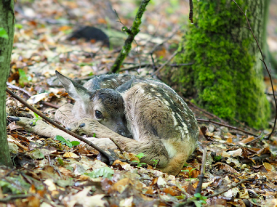 Das Rotwildkalb ruht sich im Wald aus Das Rotwildkalb ruht sich im Wald aus (Foto: Ralf Blechschmidt)