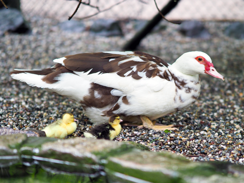 Mit der Mama auf Wanderschaft - die kleinen Stummenten. Mit der Mama auf Wanderschaft - die kleinen Stummenten. (Foto: Ralf Blechschmidt)