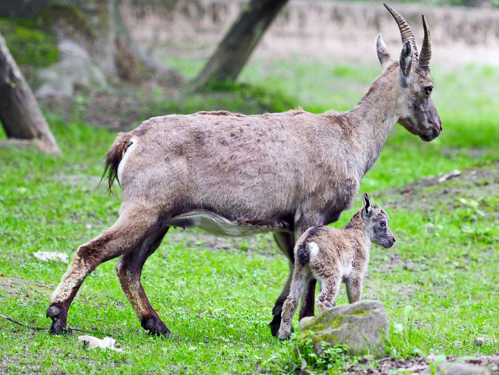 Gut aufgehoben: Die Mutter beschützt ihr Neugeborenes Kitz Gut aufgehoben: Die Mutter beschützt ihr Neugeborenes Kitz (Foto: Ralf Blechschmidt)
