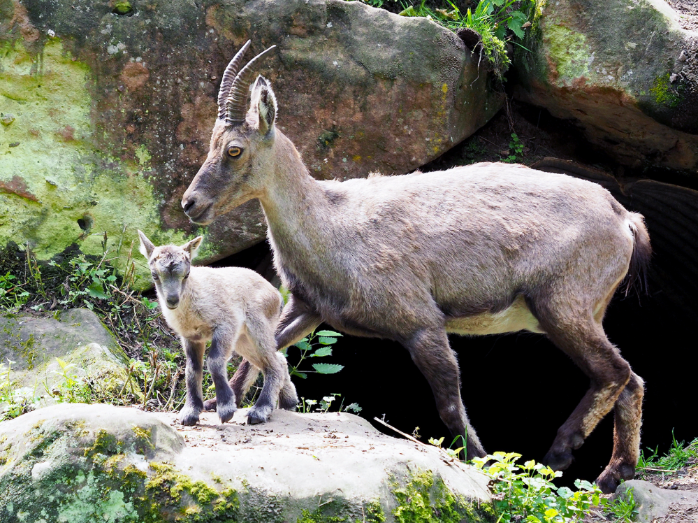 Neugierig: Steinwild-Mama mit Kitz Neugierig: Steinwild-Mama mit Kitz (Foto: Ralf Blechschmidt)