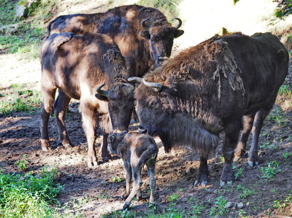 Wisentkalb bei seiner Herde im Saarbrücker Wildpark Wisentkalb bei seiner Herde im Saarbrücker Wildpark
