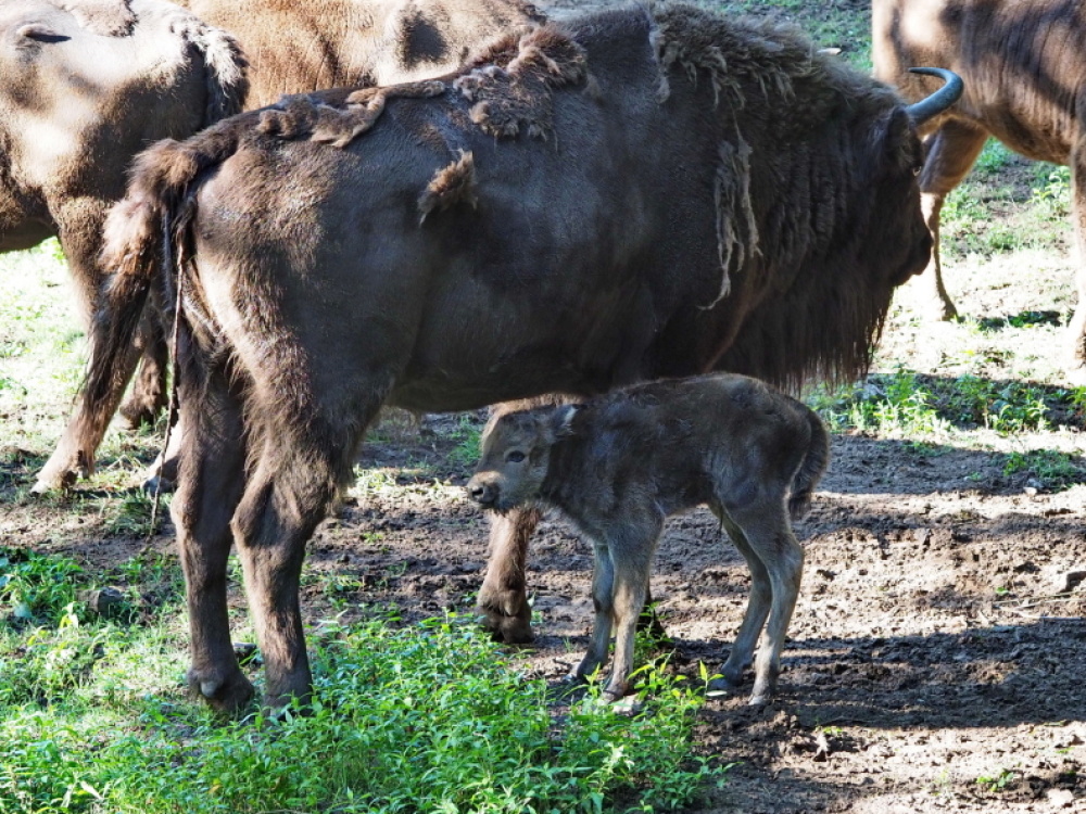 Wisentkalb bei seiner Mutter Wisentkalb bei seiner Mutter