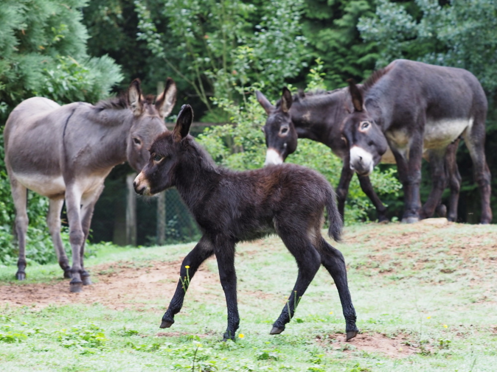 Eselfohlen mit seiner Herde Neues Eselsfohlen mit weiteren Eseln im Saarbrücker Wildpark (Foto: Ralf Blechschmidt/LHS)