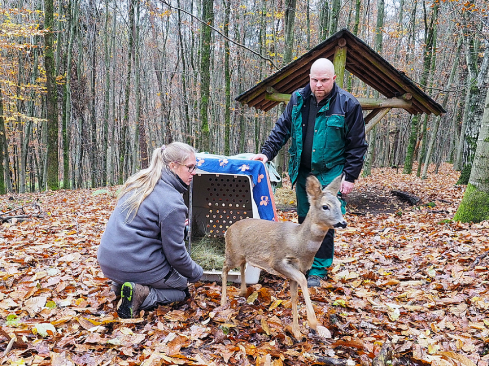Jennifer Knur-Schmidt und Tierpfleger Christian Gauer entlassen Bambi aus Transportbox Jennifer Knur-Schmidt und Tierpfleger Christian Gauer entlassen Bambi aus Transportbox