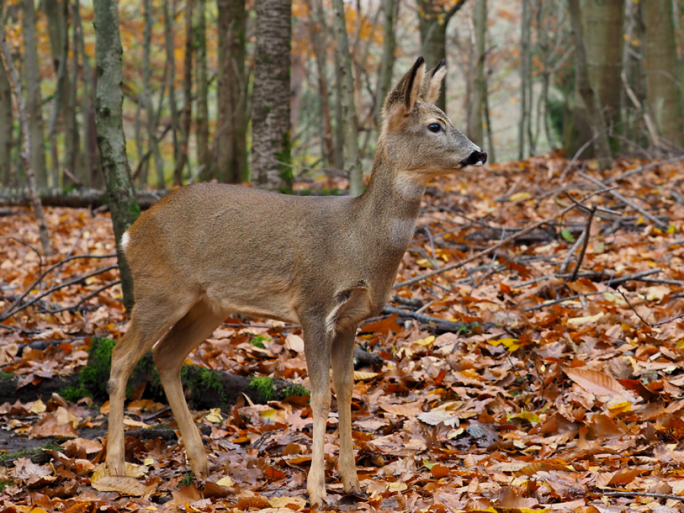 Das Rehkitz erkundet den Wildpark. Das Rehkitz erkundet den Wildpark.