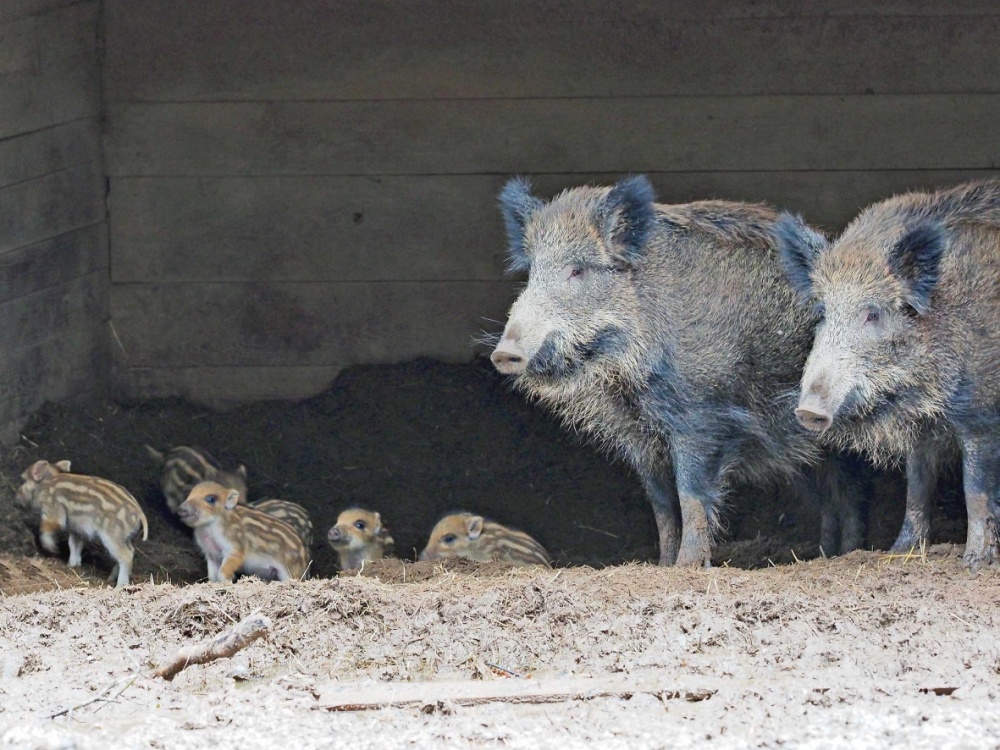 Bache mit Frischlingen Bache mit Frischlingen
