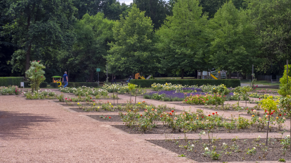Rosengarten im DFG Rosengarten im DFG