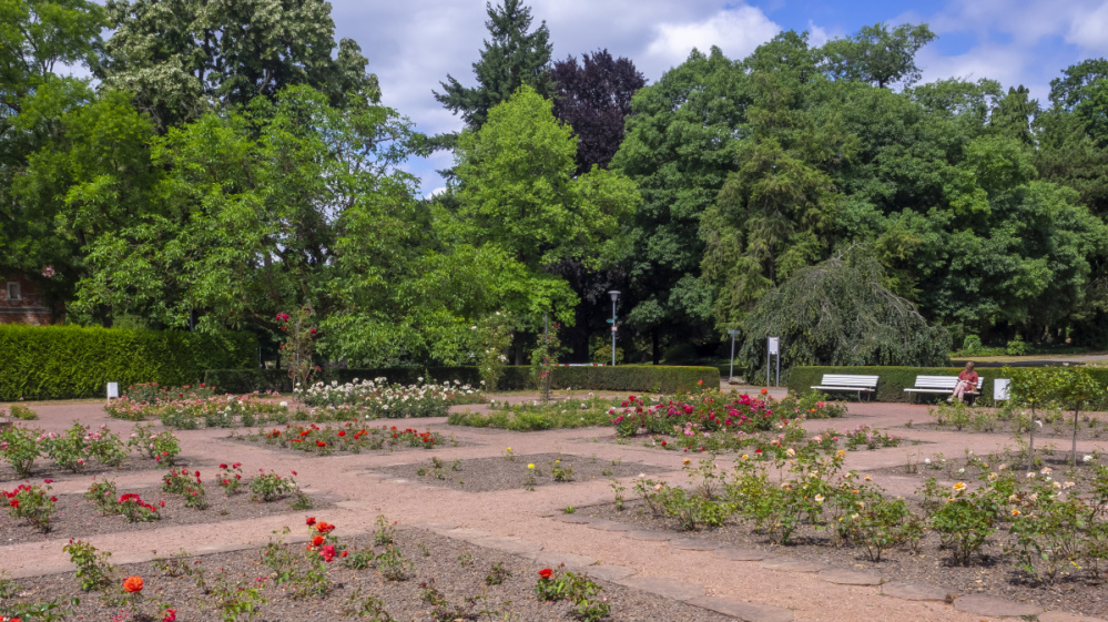 Rosengarten im DFG Rosengarten im DFG