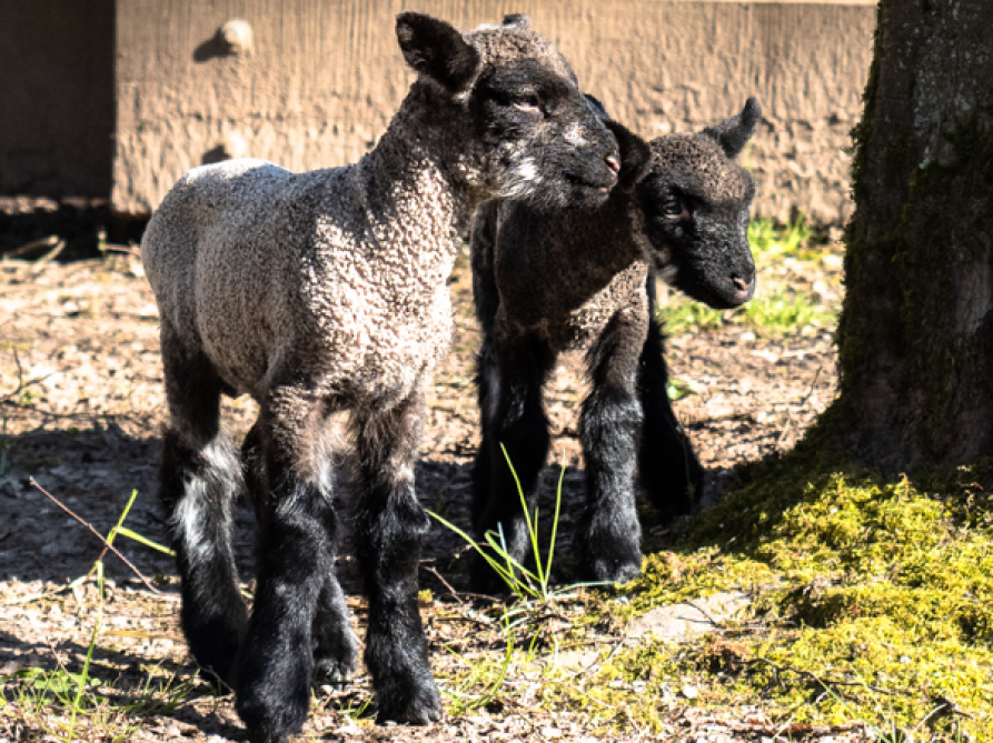 Shropshire Lamm Shropshire Lamm