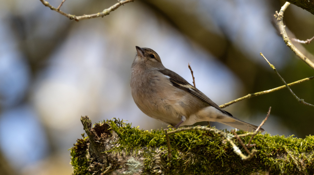 Das Buchfink-Weibchen wird bald im Stadtwald mit dem Brüten beginnen Das Buchfink-Weibchen wird bald im Stadtwald mit dem Brüten beginnen