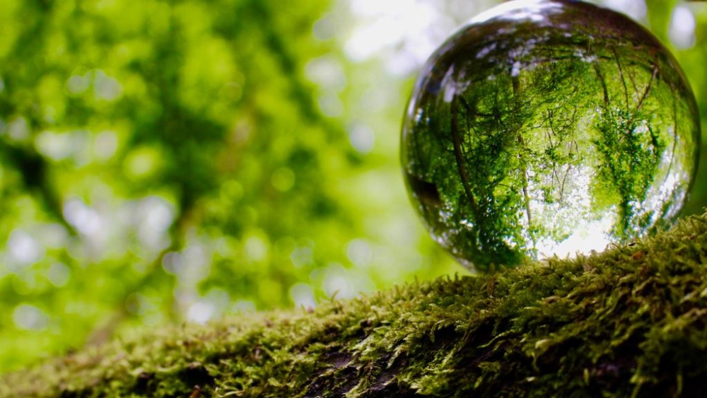 Urwald vor den Toren der Stadt Spiegelung in einer Kugel: Urwald vor den Toren der Stadt