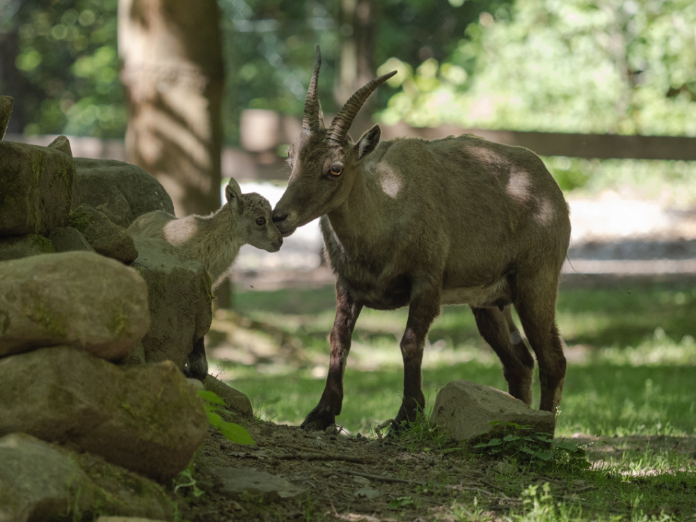 Steingeiß mit ihrem Kitz Steingeiß mit ihrem Kitz
