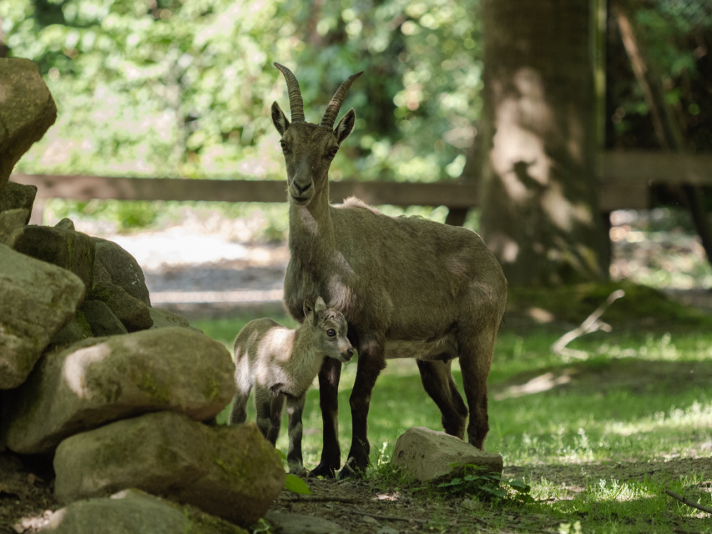 Steingeiß mit ihrem Kitz Steingeiß mit ihrem Kitz