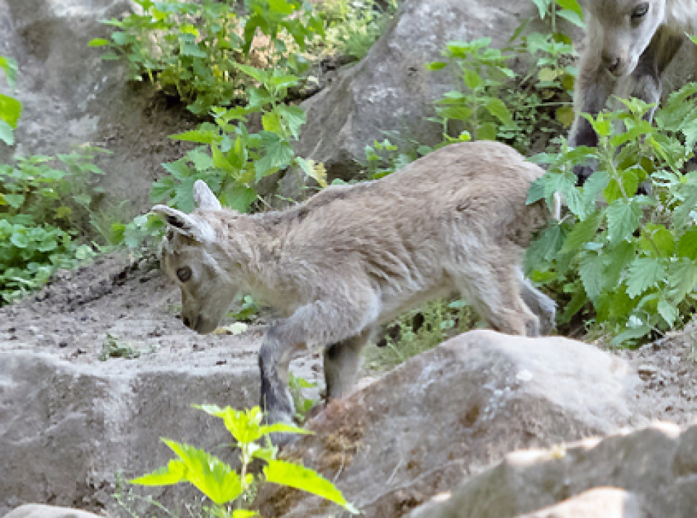 Kitz im Wildpark, geboren am 27. Mai 2020 Kitz im Wildpark, geboren am 27. Mai 2020