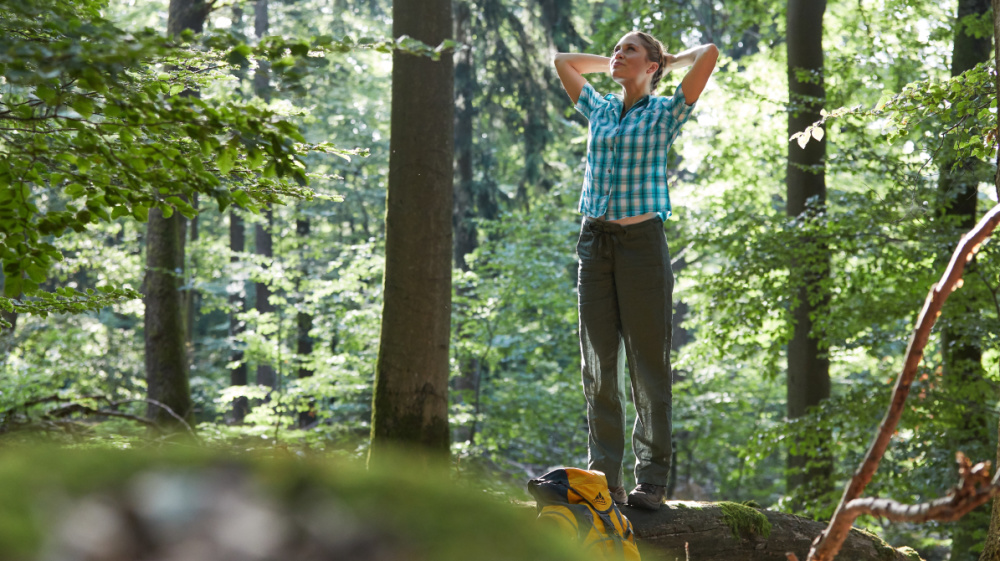 Urwald vor den Toren der Stadt Urwald vor den Toren der Stadt