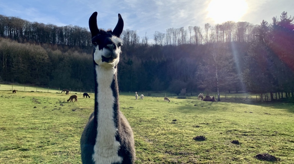 Alpaka im Almet Alpaka im Almet