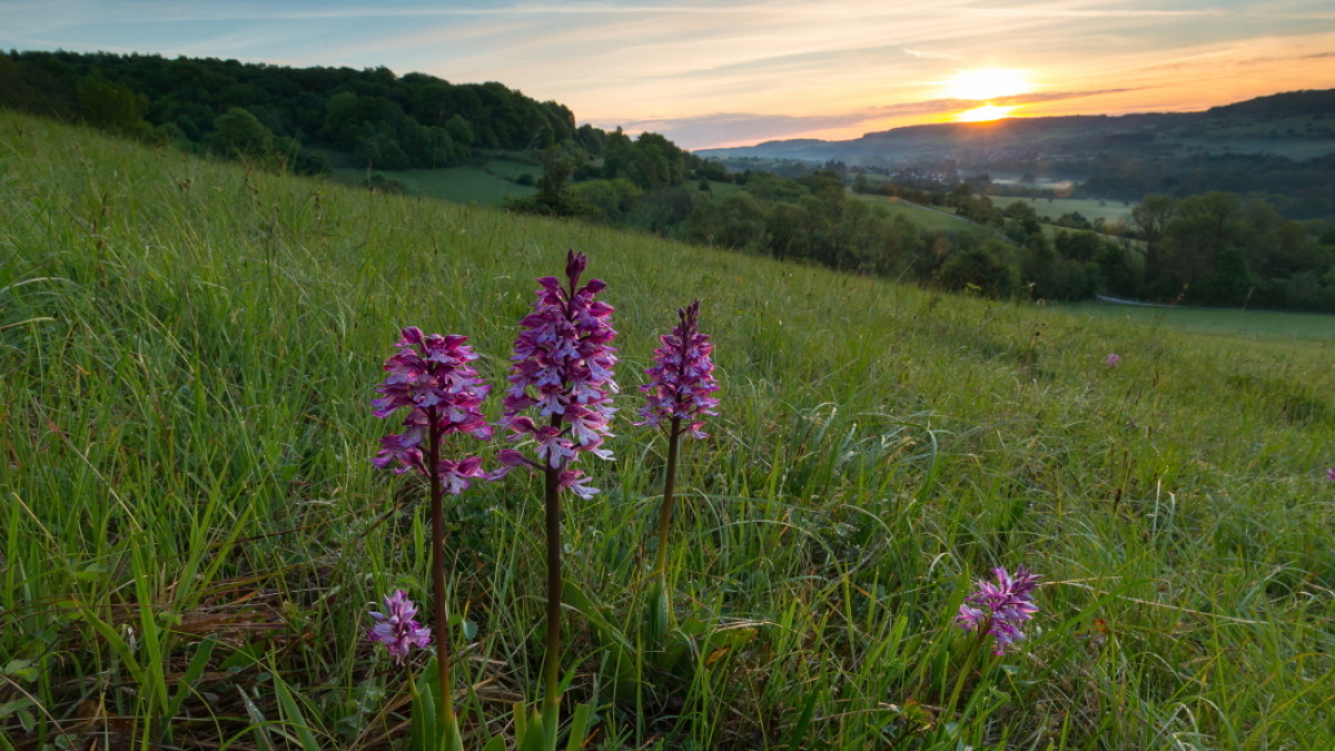 UNESCO-Biosphärenreservat Bliesgau: Orchideenwiese