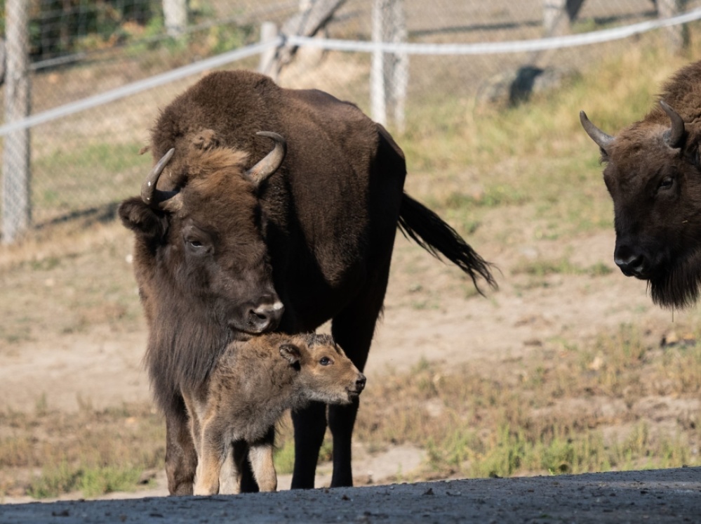 Wisentkalb, geboren am 21. September 2020 Wisentkalb, geboren am 21. September 2020