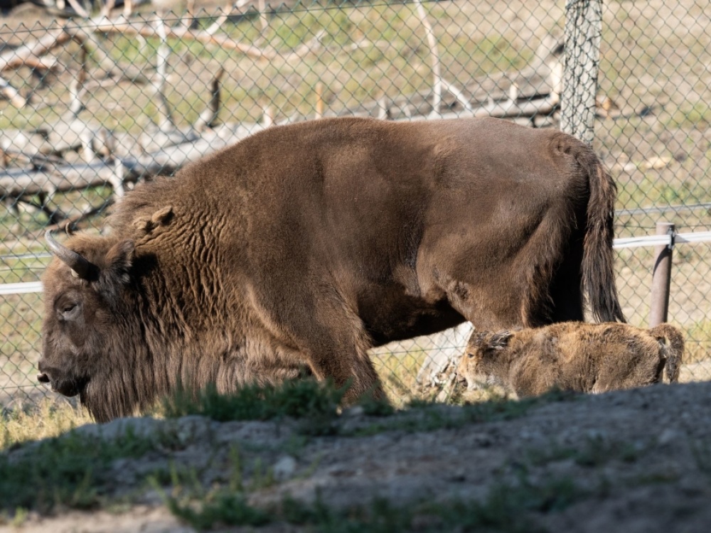 Wisentkalb, geboren am 21. September 2020 Wisentkalb, geboren am 21. September 2020