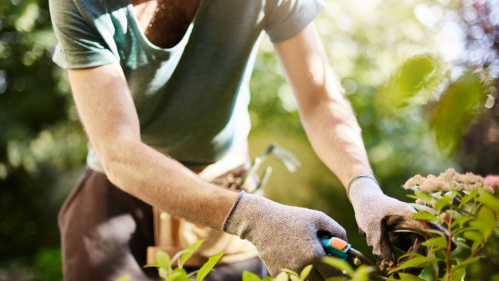 Gärtner Gärtner schneidet Pflanzen